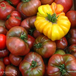 Heirloom Tomatoes