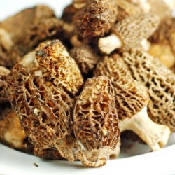 Fresh Morels