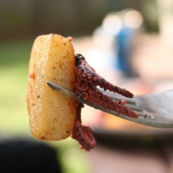 Octopus