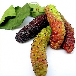 Mulberries…a Sign of Spring Here