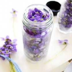 Violet Extract