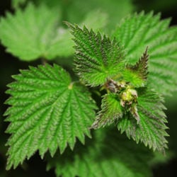 Stinging Nettles