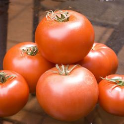 Union Square Farmer’s Market