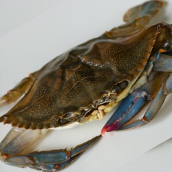 Clean and Prepare Soft Shell Crab