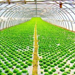 Greenhouses
