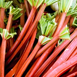 Fresh Primer: Rhubarb