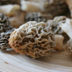 Morel Mushrooms