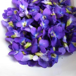 Violets