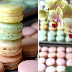 Many Many Macarons