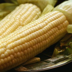 Corn on the Cob the Easy Way