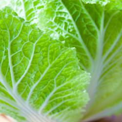 Napa Cabbage Uses