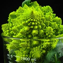 Romanesco Broccoli in a Beaker