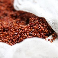 Ragi (Finger Millet) Sprouts