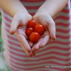 Kindergarten Tomatoes