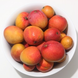 Mango Sorbet