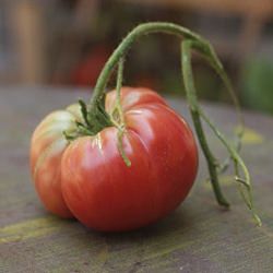 Early Fruiting Tomatoes