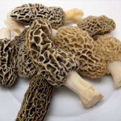 Fresh Morels