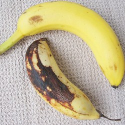 Banana and Plantain – Fruit or Herb