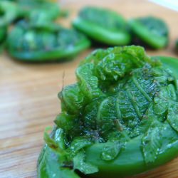 Fiddlehead Scampi