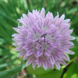 Fresh Chives