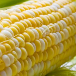 Corn Facts