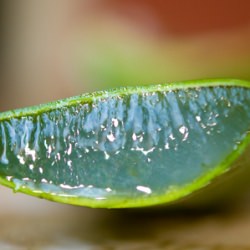 Aloe
