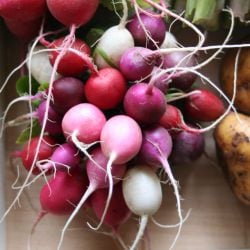 Easter Egg Radishes