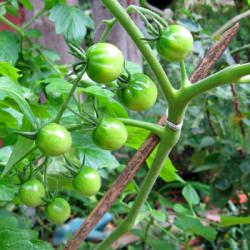 Green Tomatoes on The Vine