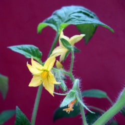 Tomato Blossoms Become Tomatoes
