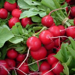 Dane County Farmer’s Market
