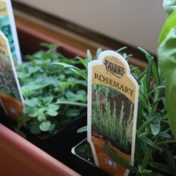 Fresh or Dried herbs?