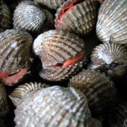 Cockles