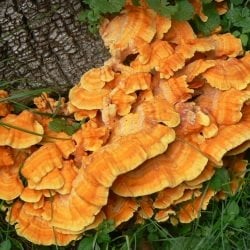 Wild Mushroom Hunting