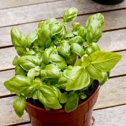My Herb Garden