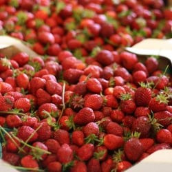 Freshly Picked Berries