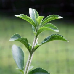 Stevia