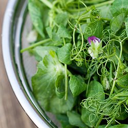 Sauteed Snow Pea Shoots