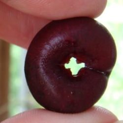 Cherry Pitter