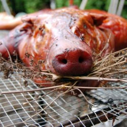 Pig Roast