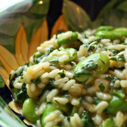 Fava Bean Risotto