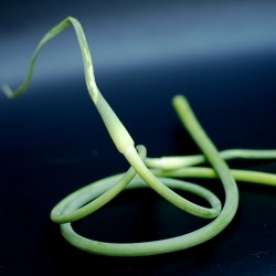 Garlic Scapes for Pesto