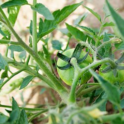 So You Grew a Garden…