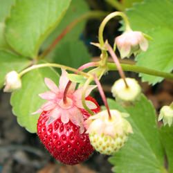 Strawberry Picking