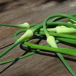 Garlic Scapes