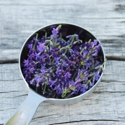 Lavender Syrup