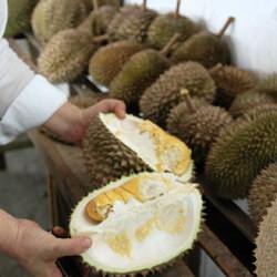 It’s DURIAN season!!!