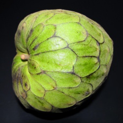 Cherimoya