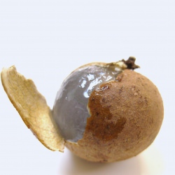 Longan