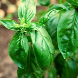 Fresh Basil