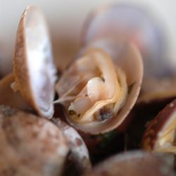 Manilla Clams at the Hi Life Cafe